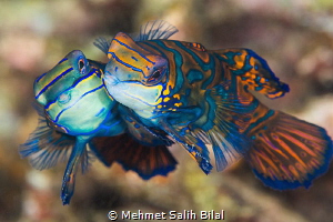 Sweet love. by Mehmet Salih Bilal 